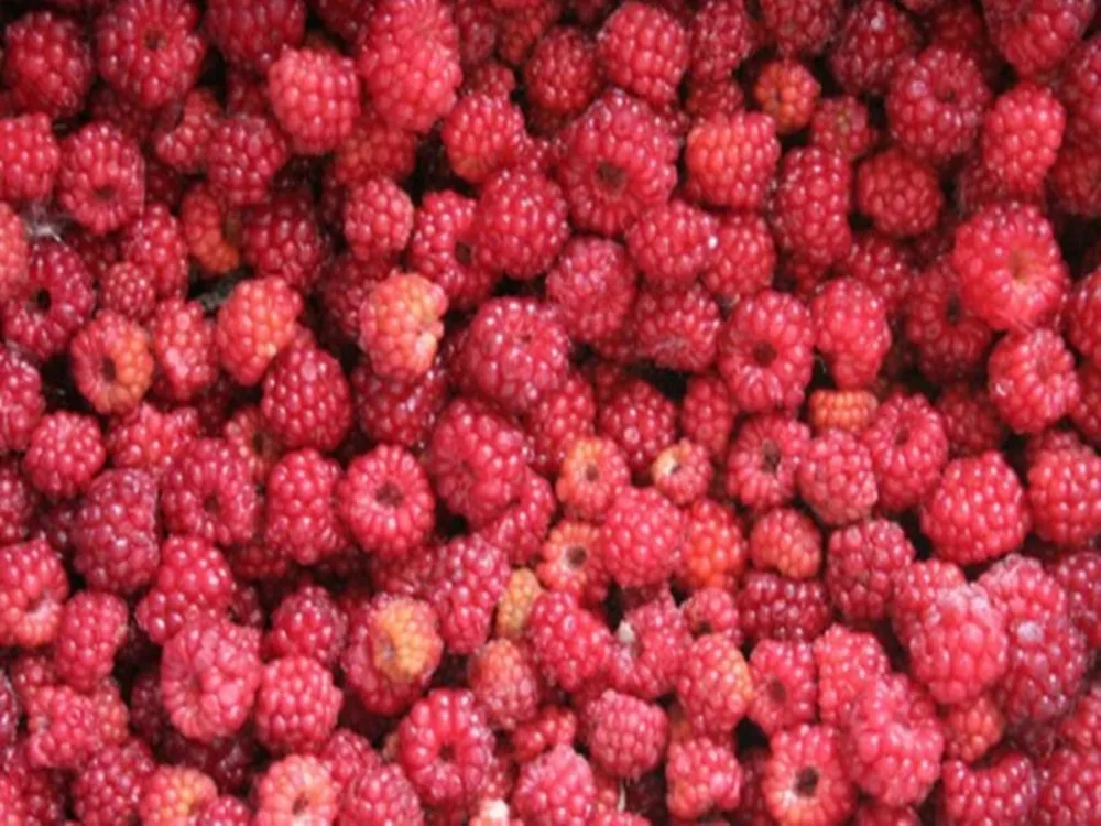 HACCP Chinese iqf strawberries Fresh good price and high quality BRC certified frozen raspberry
