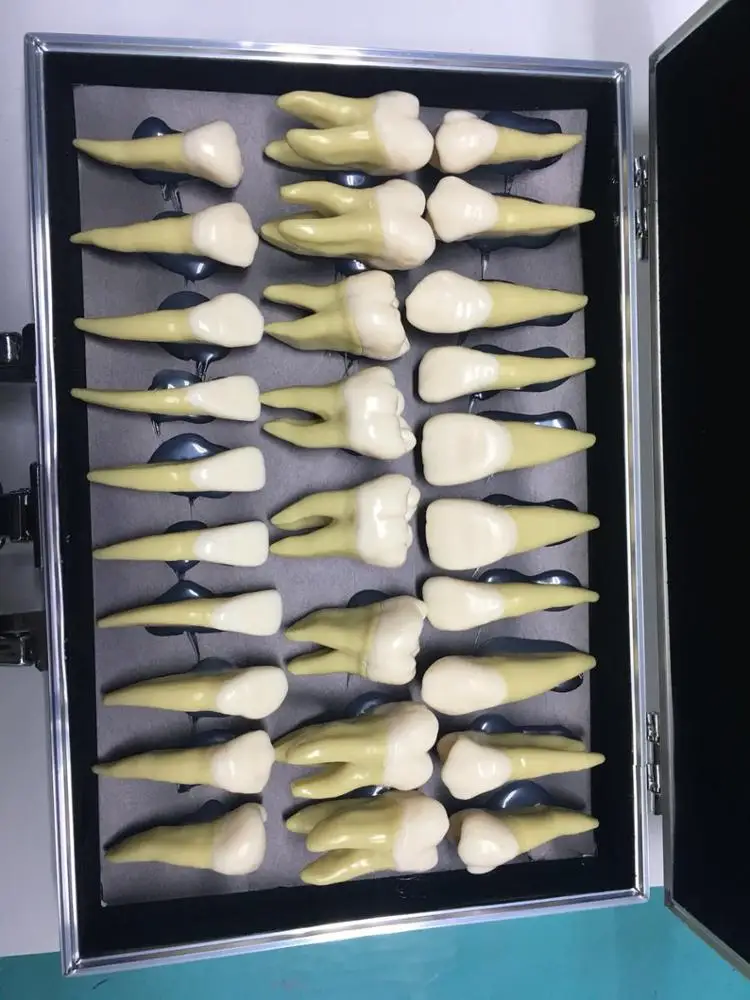 2.5 times individuel teeth model for anatomical demonstration and carving