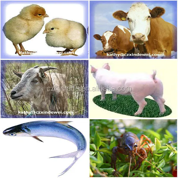 Animal feed rate betaine hydrochloride (hcl) 98% in India