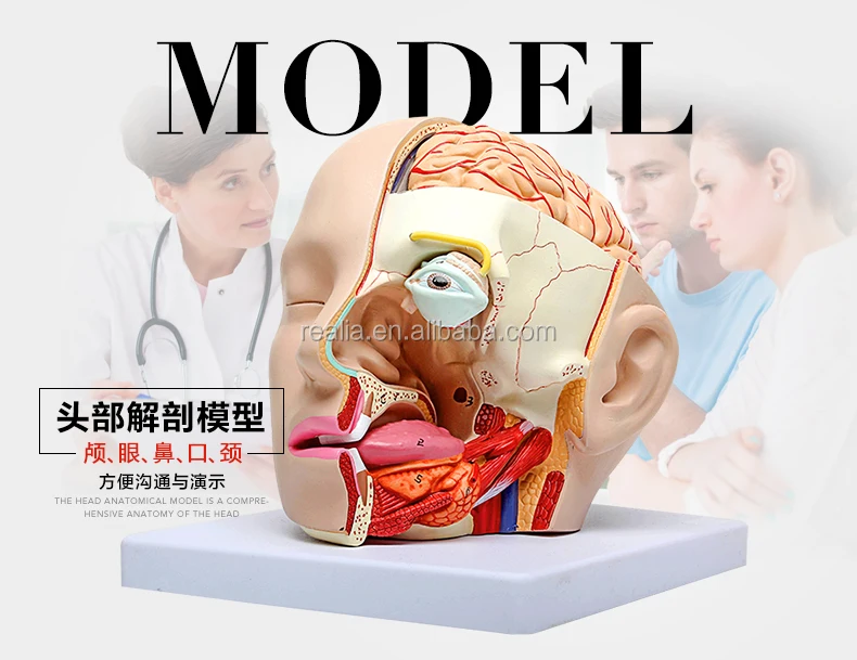 HM-BD-074HB Plastic Human Head model with Brain