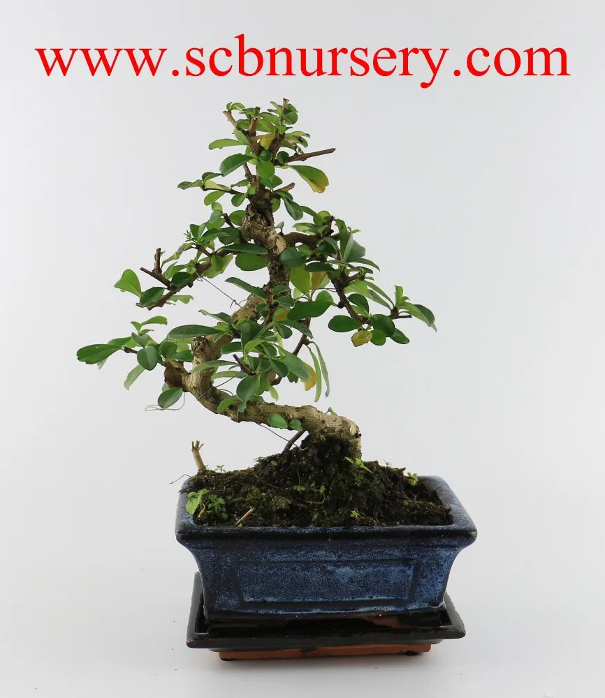 
Кармона 15 см 