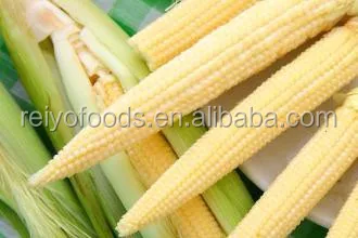 
canned baby corn 