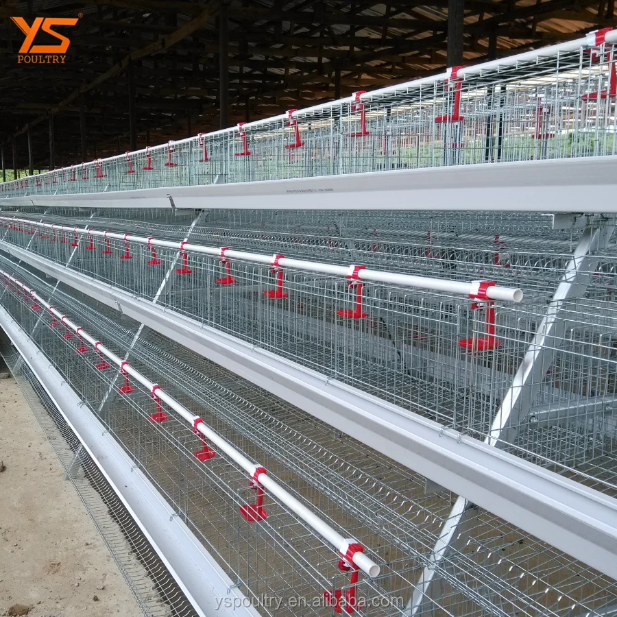 
fully automatic egg laying chicken poultry farm for sale in Ghana 