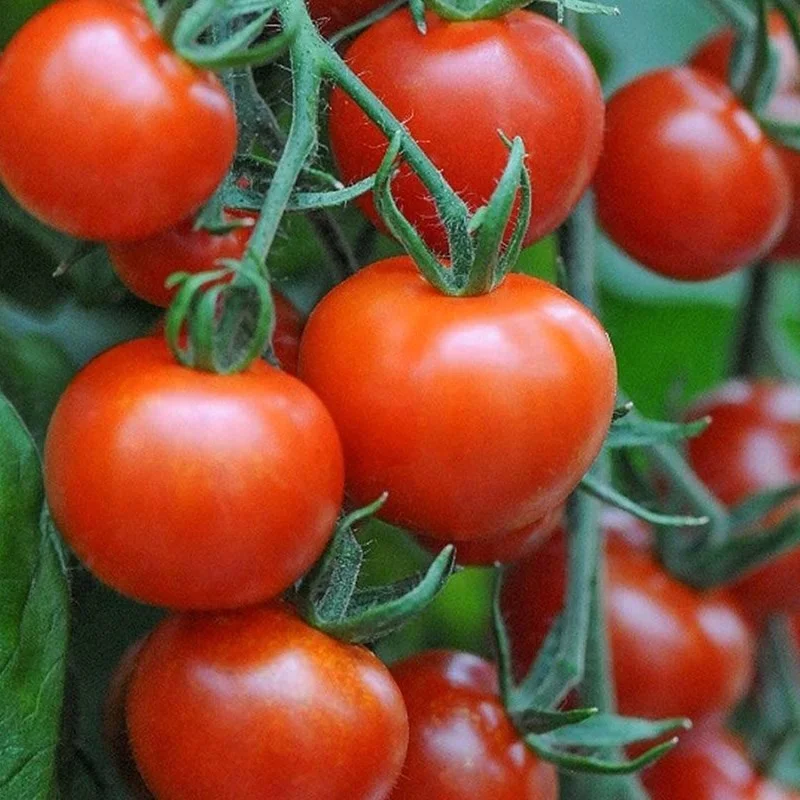 Wholesale Nature & Pure Tomato Juice Powder Free Sample