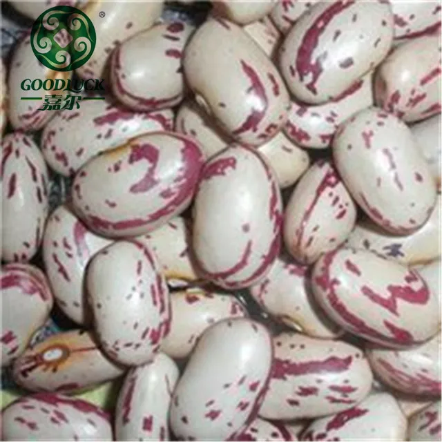 
Different Types of Dried Beans for Canned Food of Spain Price Ton 