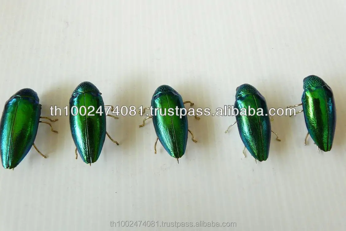 
Real Natural Beetle Bug Brooch 