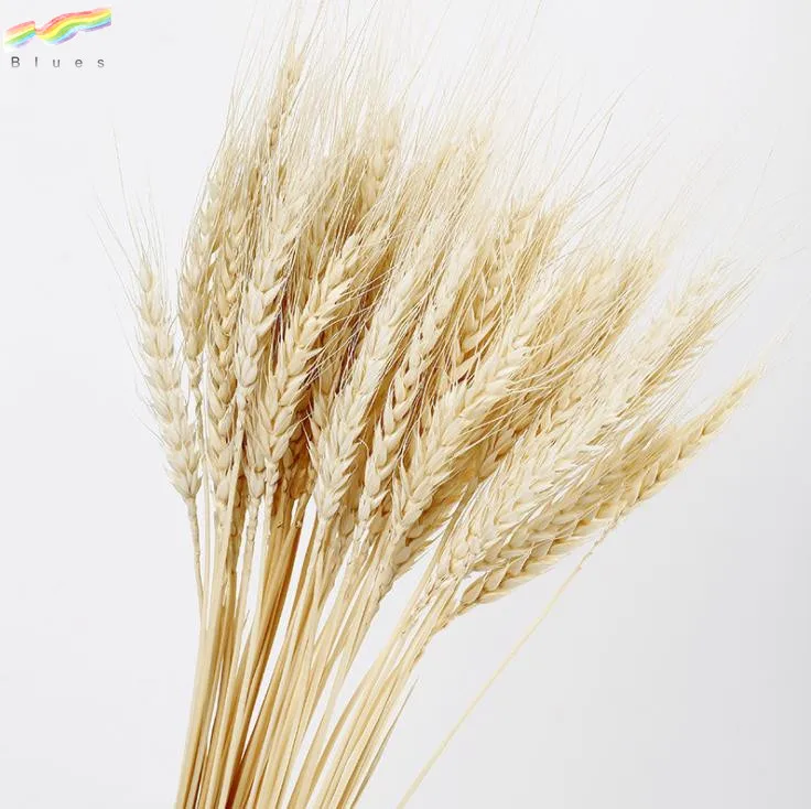 Dried Wheat Stalks Wheat Grass Bouquet Bundle Flower for DIY Home Table Wedding