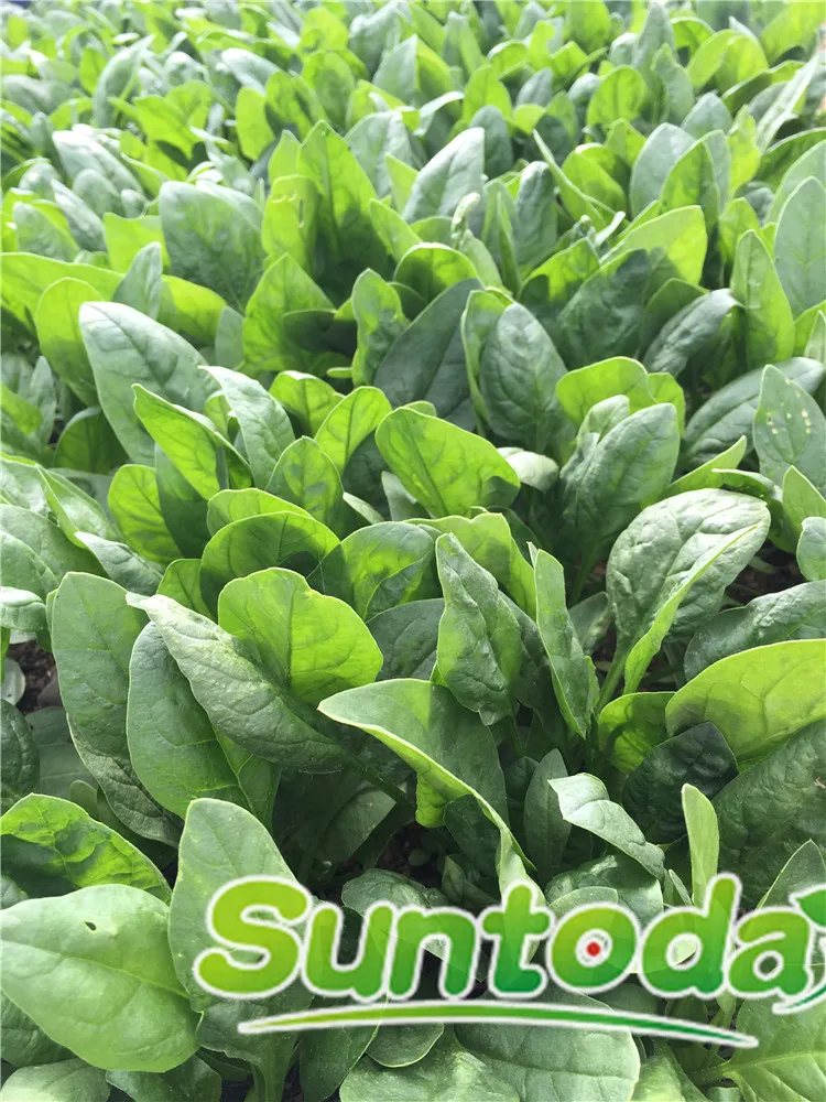 
Suntoday Green fast grow heat tolerant spinach seed planter 1kg/bag 