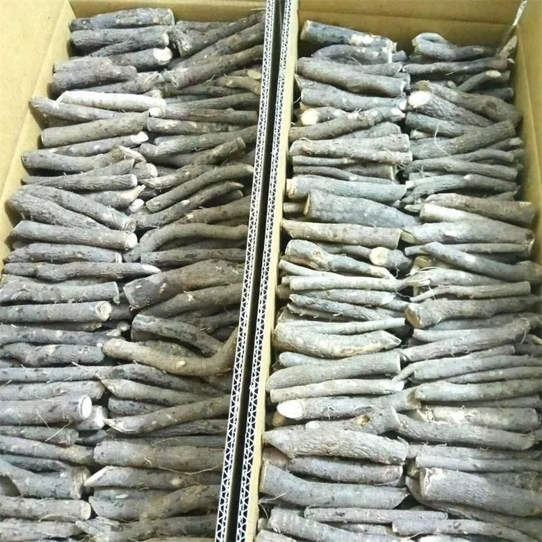 
Pao tong zhong gen cold resistant paulownia hybrid root cutting for planting 