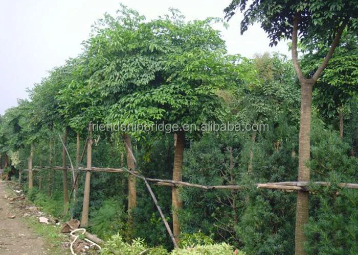 
The Landscape tree Heteropanax fragrans seedling 