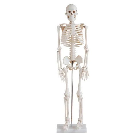 85cm skeleton model With nerve and intervertebral disc