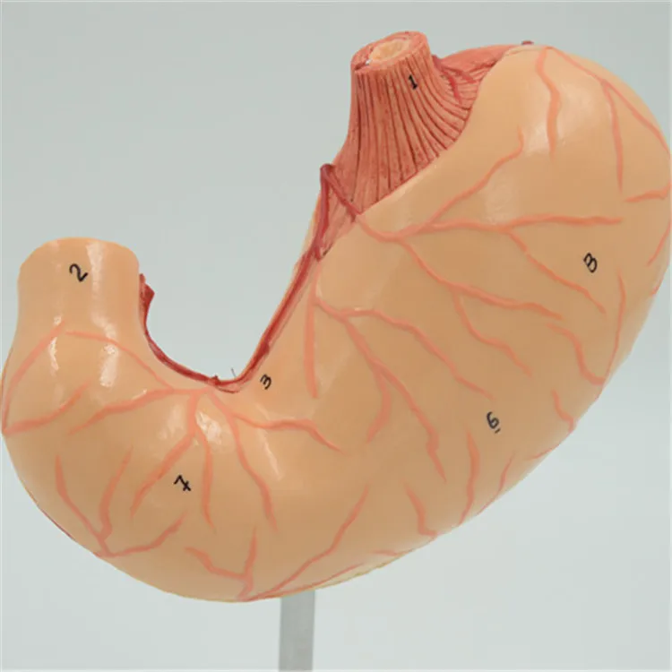 Длительный срок службы висцерального жира пемф