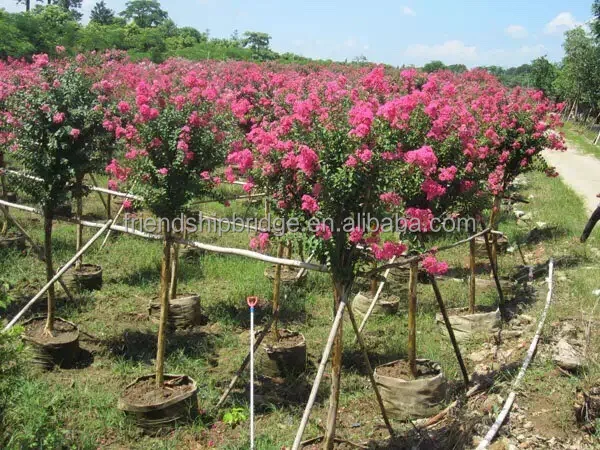 Белый, красный, фиолетовый, розовый, прямой ствол, индийское дерево лагерстроемии