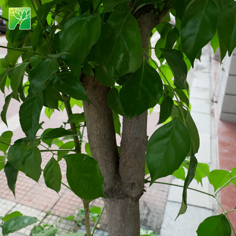 
Low maintenance medium water garden arbor plant serpent tree Radermachera sinica 