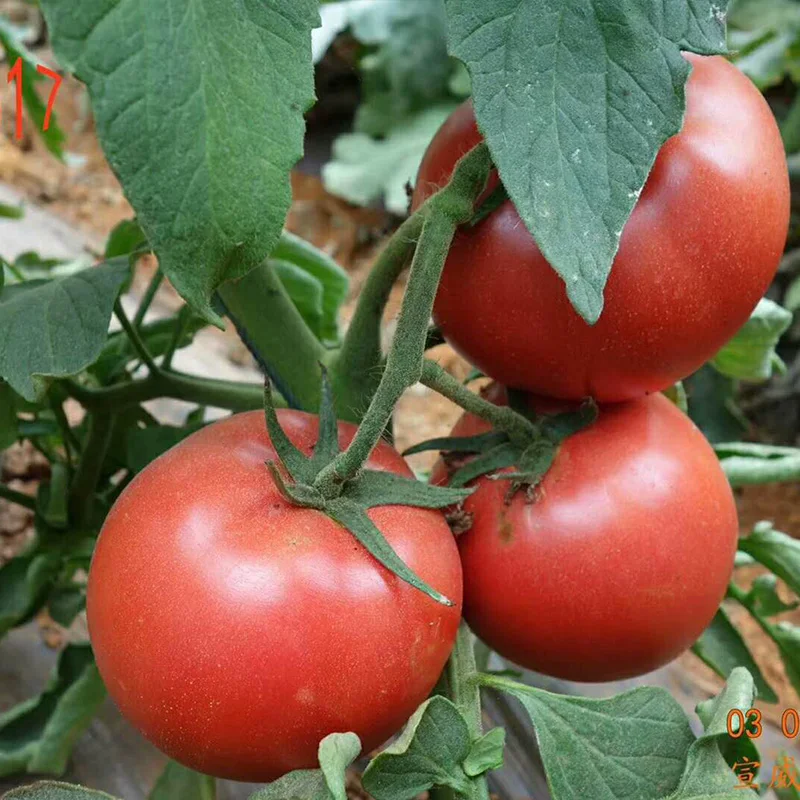 High Resistance High Yield  Tomato Seeds Red Tomato Seeds