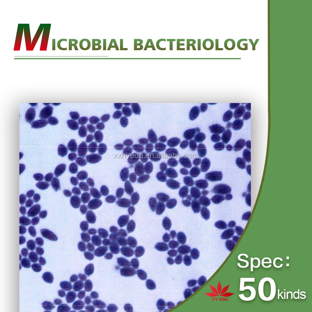 50 kinds kit fungi and bacteria Microorganism cells prepared microscope microbiology slides for biology education