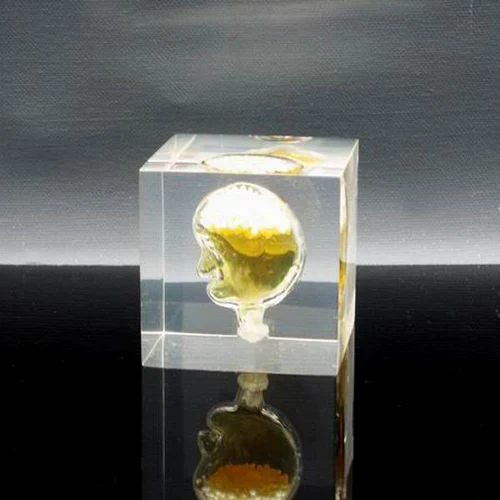 
Acrylic Stomach Paperweight Liquid Filled Paperweight Factory 