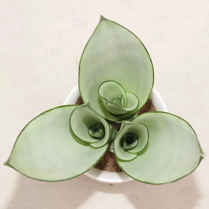 
Ornamental plant bonsai Sansevieria trifasciata Prain 