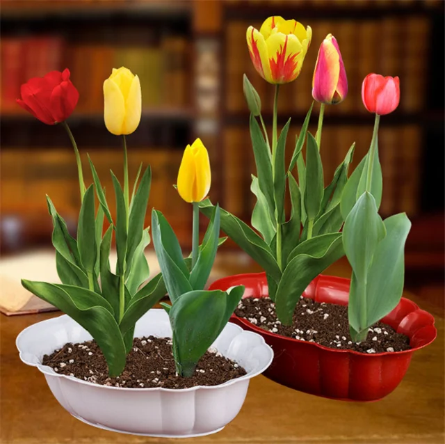 
Yu jin xiang 100 % Quality Top Brand F1 hybrid tulipa gesneriana bulb seeds 