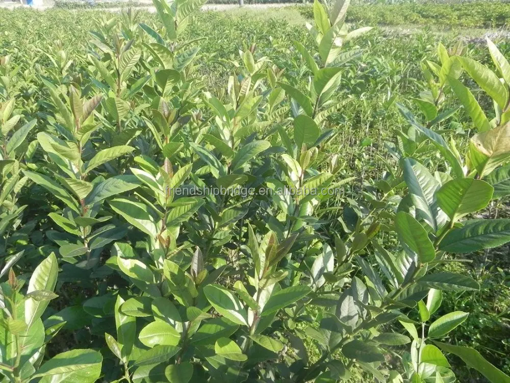 Лимонные деревья цитрусовые перфум