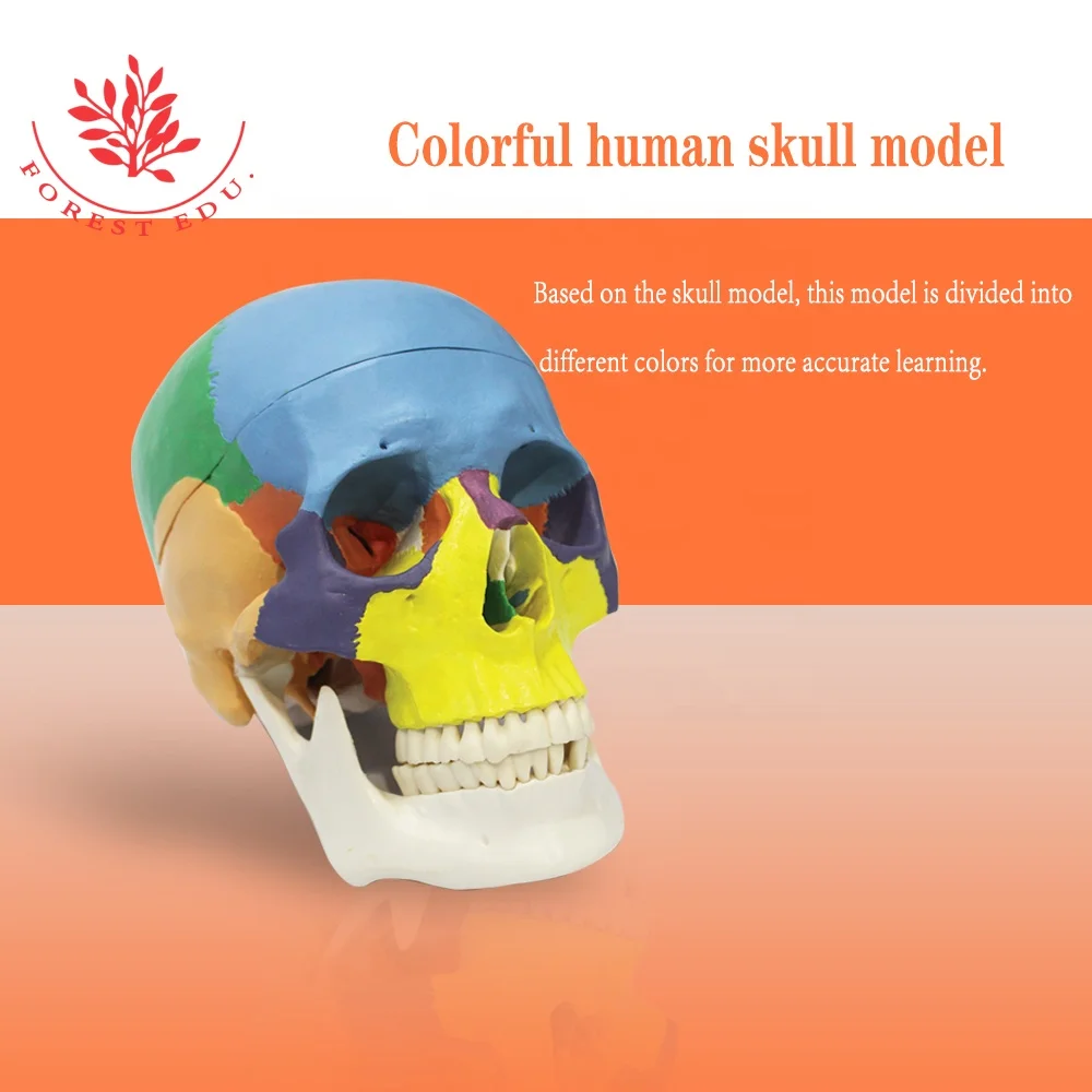 Human Skull Model Anatomic Popular Biological Life Size Plastic Medical Anatomical Skull Model