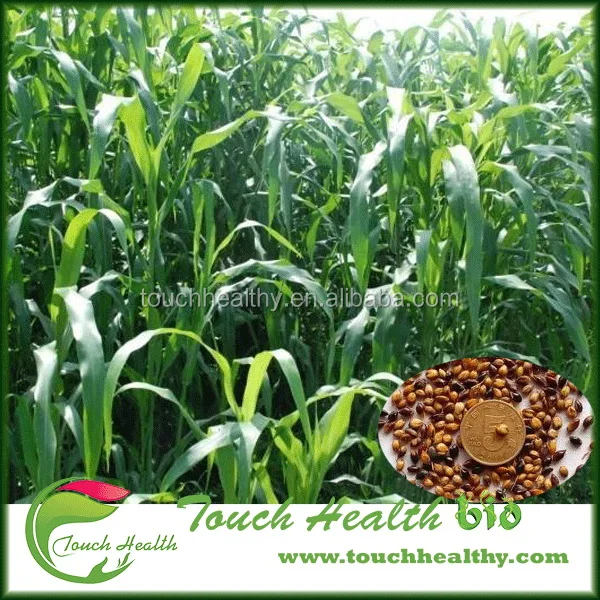 
2021 Sorghum sudanense seeds/sudan grass seeds/forage grass seeds 