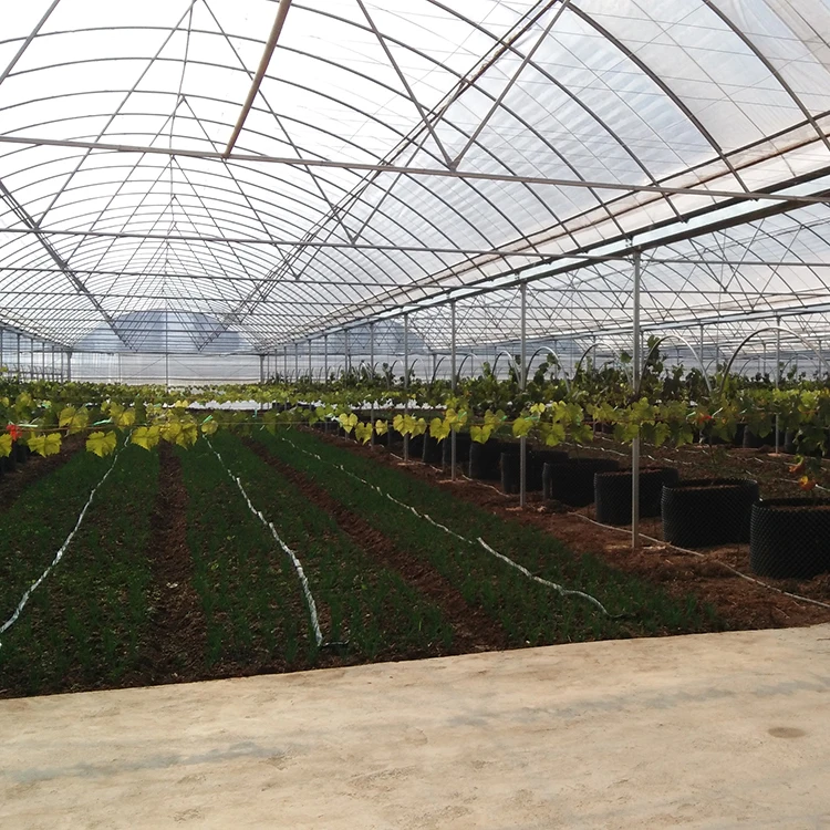 
China Supply Grape Greenhouse With Grape Trellising System To Malaysia 