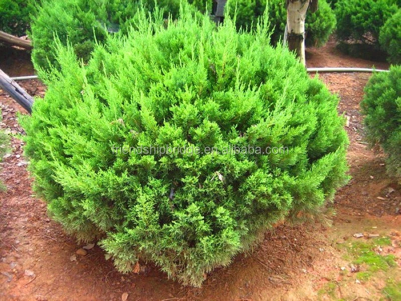 The Landscape tree Dragon juniper seedling