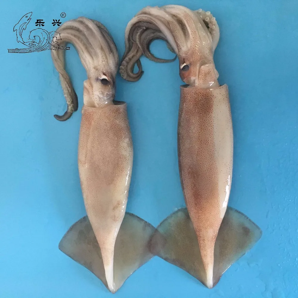 Frozen illex squid IQF