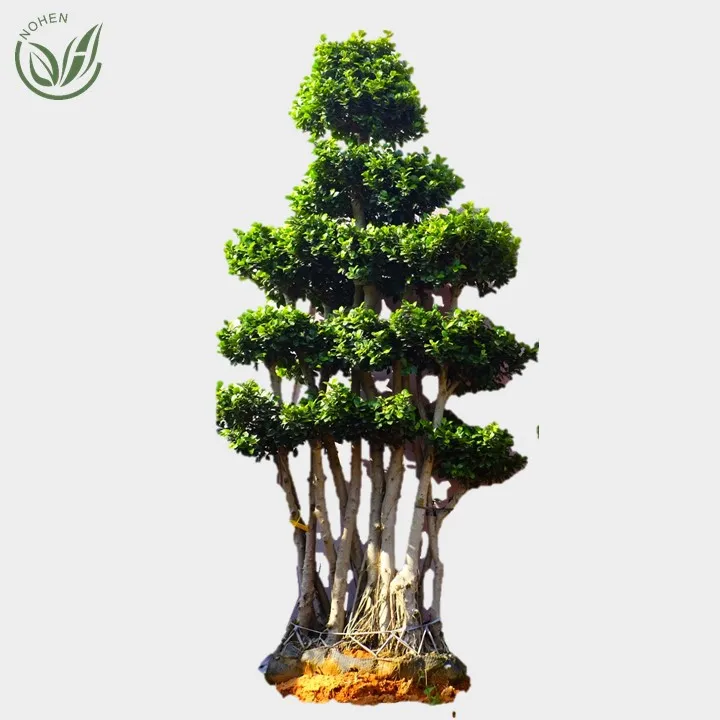 
Оптовая продажа, живое натуральное большое или большое растение фикус, microcarpa, бонсай, растение для улицы, внутреннего ландшафта, оригинальное украшение для детской комнаты или 