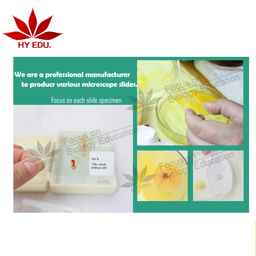Fixed set hot-products 25kinds chick embryo microscope slides for biology embryology survey