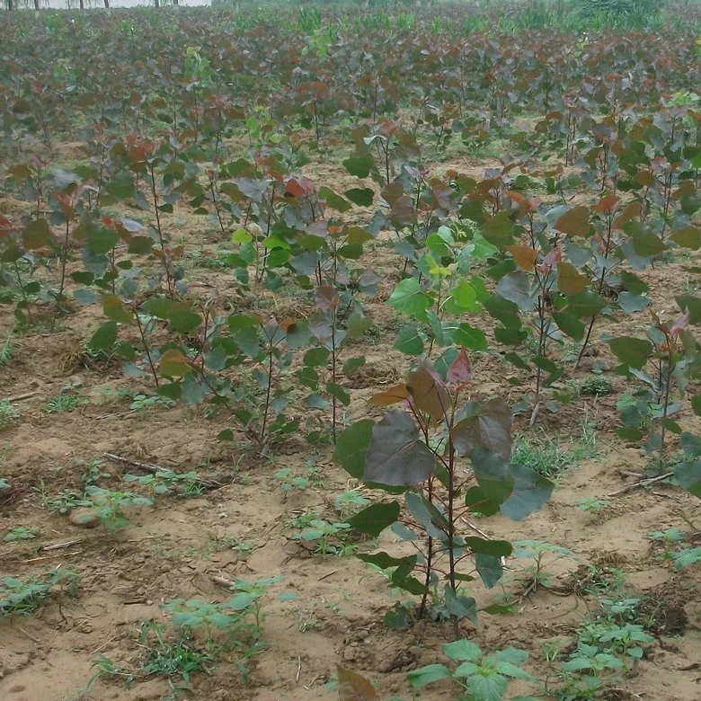 
chinese cheaper fast growth no catkin Alamo tree seedling trunk cut for planting 