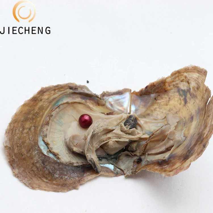 Bulk Wholesale 6-7mm Vacuum-packed live oyster product farming aaaa grade akoya oyster pearls for Pearl Party