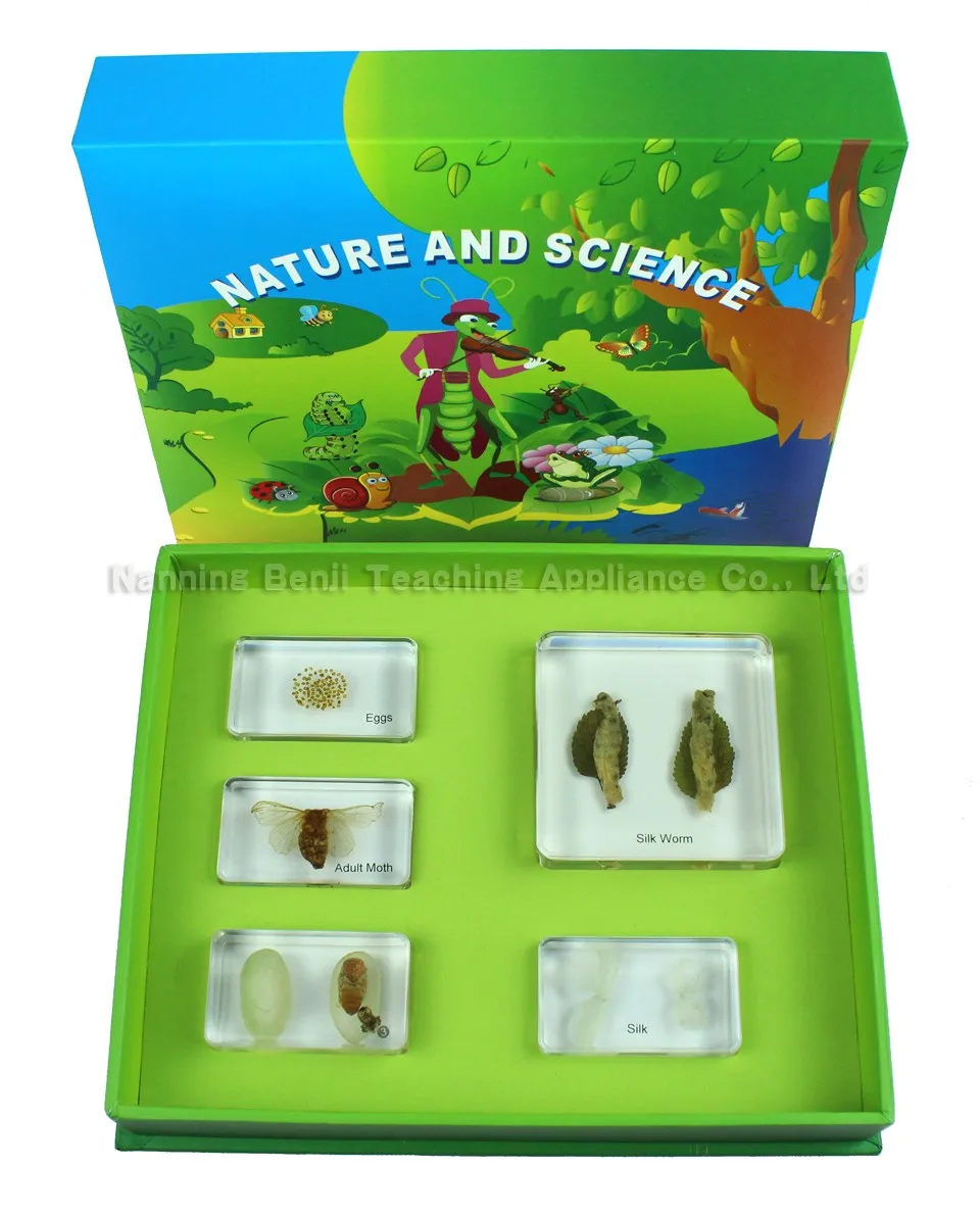 
Insect Collection Specimen of Honey Bee Life Cycle for Educational Toys Gift Customized 