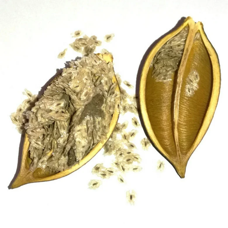 Pao tong paulownia seed