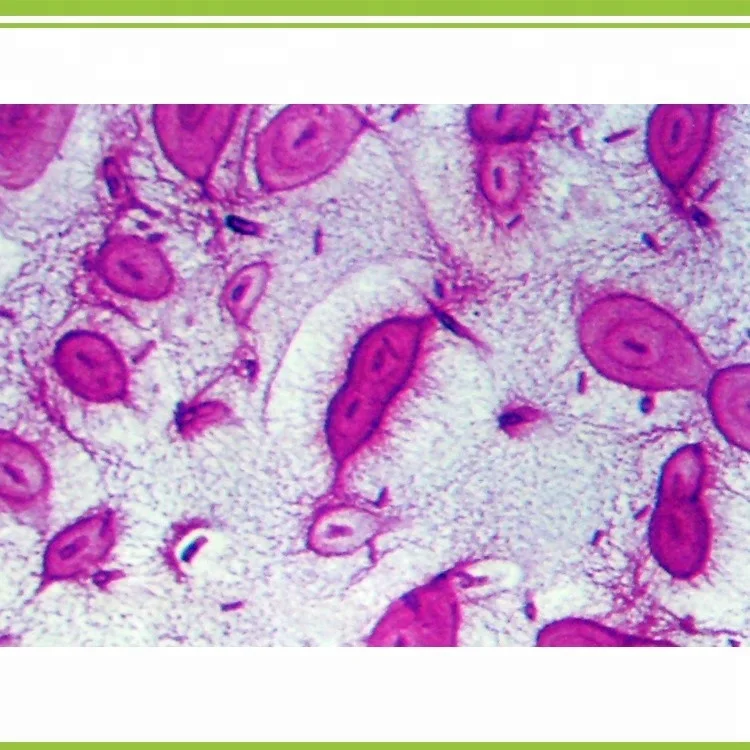 water soluble medium trace element fertilizer microbial amino acid chelate Mg Powder