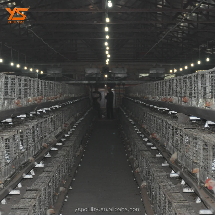 Best Design A Type Automatic Chicken Broiler Cage