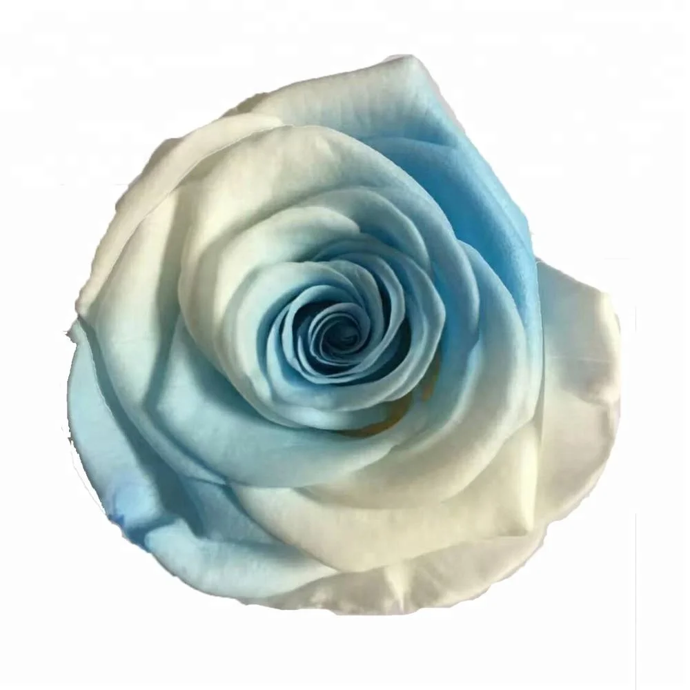 Unfading preserved rainbow rose in promotion