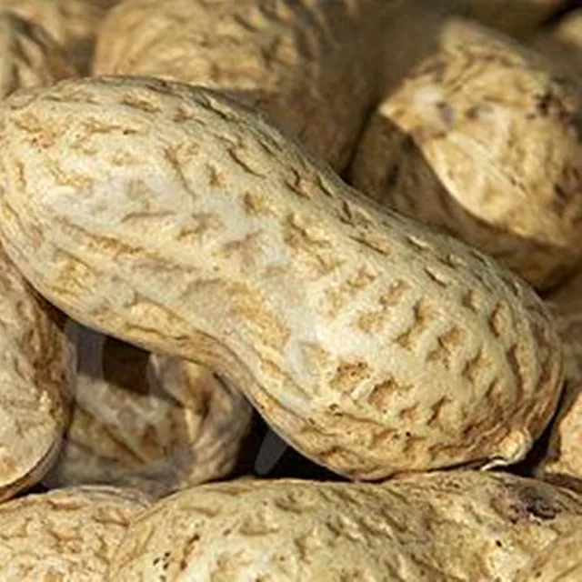 
100% from natural peanuts extract powder Luteolin 