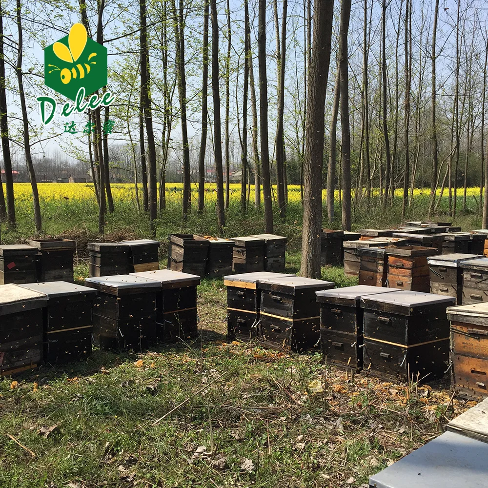 
Bulk Packaging Sidr Honey 