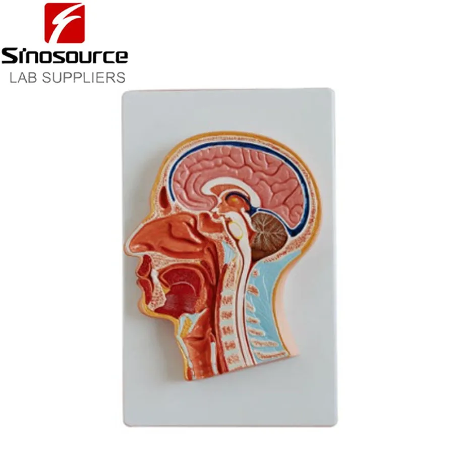 XC-319 Median Section of the anatomical Head brain model