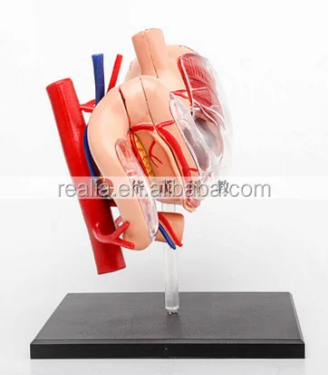 HM-BD-024 High quality plastic 4D stomach model
