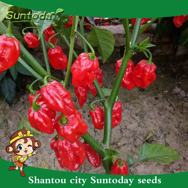 
Suntoday agriculture F1 hot pepper chilli hebanero seeds 5gr/bag 