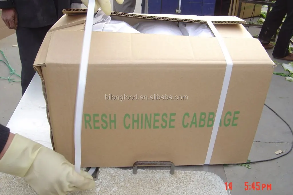 
2018 long white chinese cabbage from new farm (Shandong,Xiamen,Hebei) 