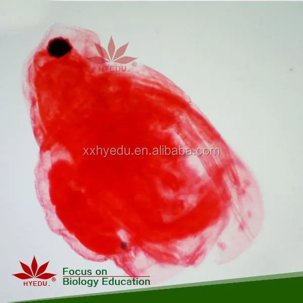 Высококачественный микроскоп 100 шт. в комплекте готовые слайды с прямой фабрики