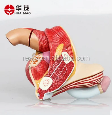 Male Genital Organ model