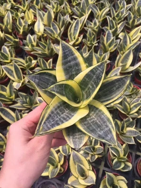 
Sansevieria Hahnii Indoor Decoration for Wholesale 