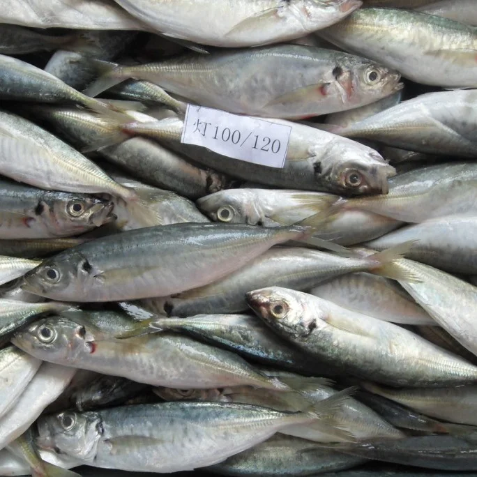 
New harvest good quality frozen seafood horse mackerel fish with factory price 