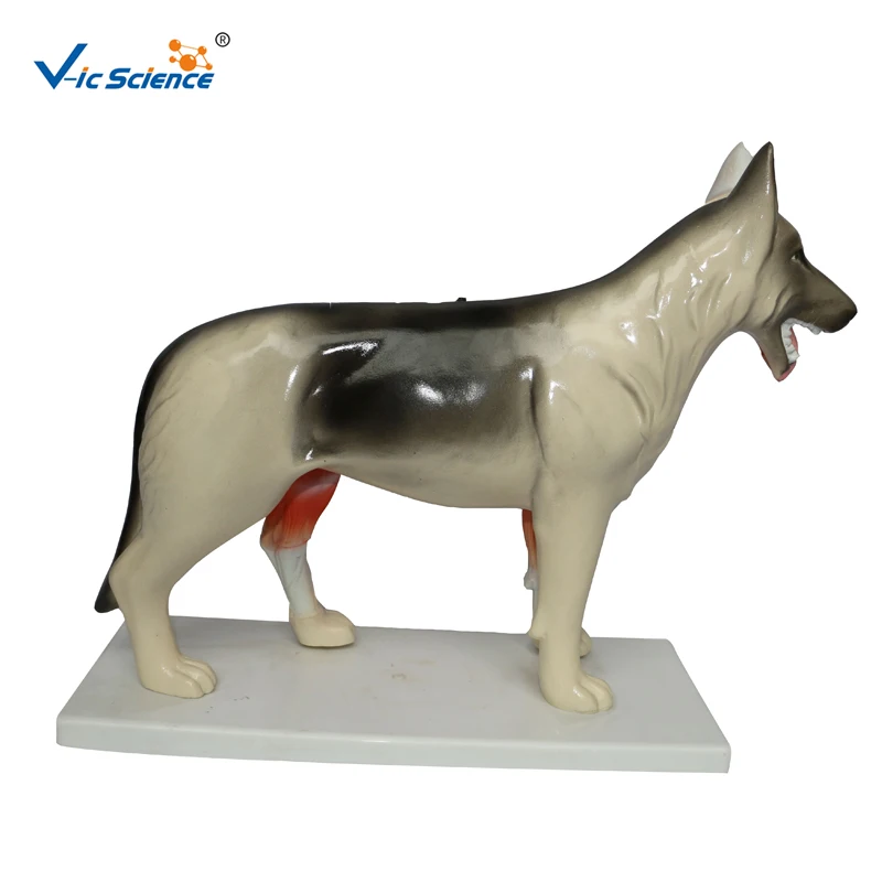 biology animal anatomy model anatomical medical dog model medical science education model