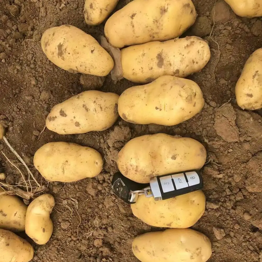 2018 свежий картофель, китайская фабрика